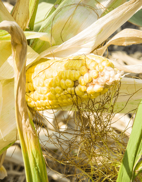 Гибриды кукурузы